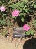 Hermosa rose photo