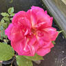 Capitaine Millet rose photo