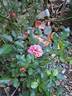 Mandarin rose photo