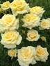 STBW16-2 rose photo