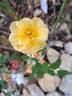 Calizia rose photo