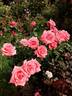 Louisiana rose photo