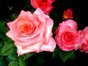 Michel Desjoyeaux ® rose photo