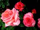 Michel Desjoyeaux ® rose photo