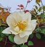 R. moschata rose photo
