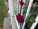 Celestial Night ™ rose photo