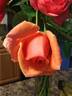 Mrs. Sam McGredy rose photo