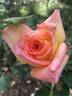 Royal Welcome ™ rose photo