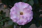 Charles Aznavour ® rose photo