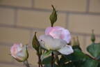 Charles Aznavour ® rose photo