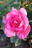 Parfum Royal Cl. rose photo