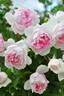 Shalimar rose photo