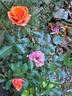 Mandarin rose photo