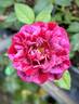 Love And Peace rose photo