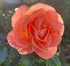 Mango Veranda ® rose photo