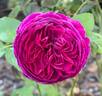 Falstaff rose photo