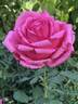 Country Doctor rose photo