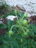 Jubilee rose photo