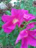 Jubilee rose photo