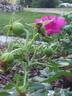 Jubilee rose photo