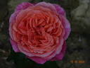 Albrecht Dürer rose photo