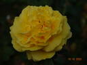 Gina Lollobrigida rose photo
