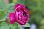 Havlíčkova národní rose photo
