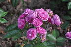 Excellenz von Schubert rose photo