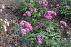Excellenz von Schubert rose photo