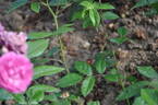 Excellenz von Schubert rose photo