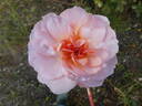 Schloss Eutin ® Fairy Tale rose photo