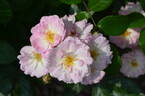 Ausonius rose photo