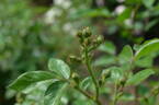 Ausonius rose photo