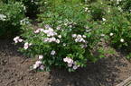 Ausonius rose photo