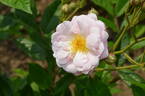 Arndt rose photo