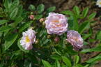 Arndt rose photo
