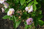 Arndt rose photo