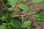 Arndt rose photo
