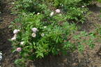 Arndt rose photo