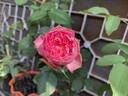 Pink Traviata rose photo