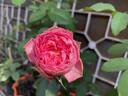 Pink Traviata rose photo