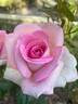 Tickled Pink rose photo