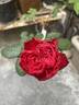 Traviata ™ rose photo
