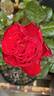 Traviata ™ rose photo