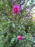 Capitaine Millet rose photo