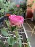 Pink Traviata rose photo