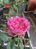 Pink Traviata rose photo