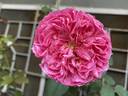Pink Traviata rose photo