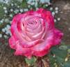 Patsy Cline ™ rose photo