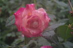 Abracadabra rose photo